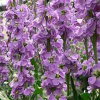 微信紫罗兰头像_高清紫罗兰花朵图片大全