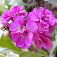 微信紫罗兰头像_高清紫罗兰花朵图片大全