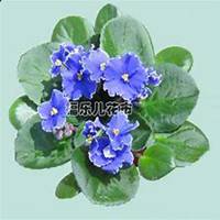 微信紫罗兰头像_高清紫罗兰花朵图片大全