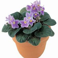 微信紫罗兰头像_高清紫罗兰花朵图片大全