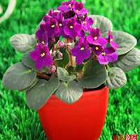 微信紫罗兰头像_高清紫罗兰花朵图片大全