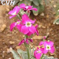 微信紫罗兰头像_高清紫罗兰花朵图片大全