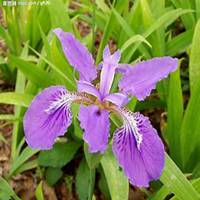 微信紫罗兰头像_高清紫罗兰花朵图片大全