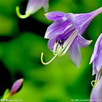 微信紫罗兰头像_高清紫罗兰花朵图片大全