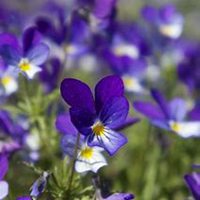 微信紫罗兰头像_高清紫罗兰花朵图片大全