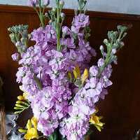 微信紫罗兰头像_高清紫罗兰花朵图片大全