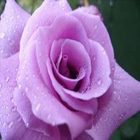 微信紫薇花头像_高清紫薇花花朵图片大全