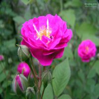 微信紫薇花头像_高清紫薇花花朵图片大全