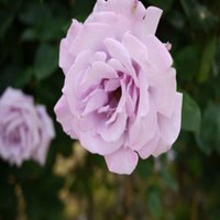 微信紫薇花头像_高清紫薇花花朵图片大全