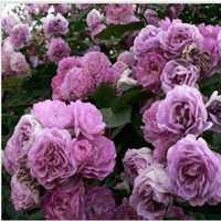 微信紫薇花头像_高清紫薇花花朵图片大全