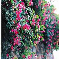 微信紫薇花头像_高清紫薇花花朵图片大全