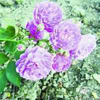 微信紫薇花头像_高清紫薇花花朵图片大全