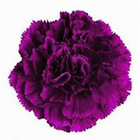 微信紫薇花头像_高清紫薇花花朵图片大全