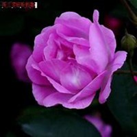 微信紫薇花头像_高清紫薇花花朵图片大全