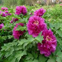 微信紫薇花头像_高清紫薇花花朵图片大全