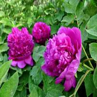 微信紫薇花头像_高清紫薇花花朵图片大全