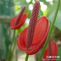 微信红掌花头像_高清红掌花花朵图片大全