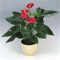 微信红掌花头像_高清红掌花花朵图片大全