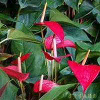 微信红掌花头像_高清红掌花花朵图片大全