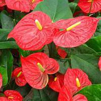 微信红掌花头像_高清红掌花花朵图片大全