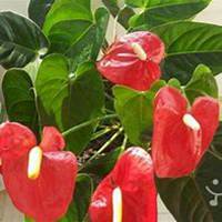 微信红掌花头像_高清红掌花花朵图片大全