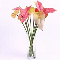 微信红掌花头像_高清红掌花花朵图片大全