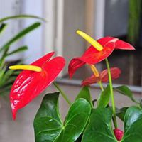 微信红掌花头像_高清红掌花花朵图片大全