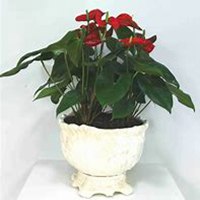 微信红掌花头像_高清红掌花花朵图片大全