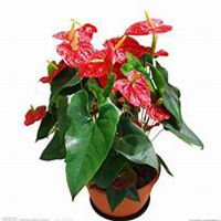 微信红掌花头像_高清红掌花花朵图片大全