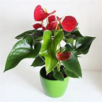 微信红掌花头像_高清红掌花花朵图片大全