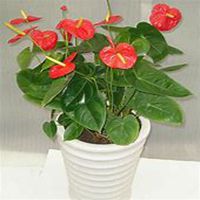 微信红掌花头像_高清红掌花花朵图片大全