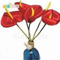 微信红掌花头像_高清红掌花花朵图片大全