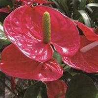 微信红掌花头像_高清红掌花花朵图片大全