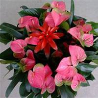 微信红掌花头像_高清红掌花花朵图片大全