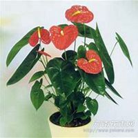 微信红掌花头像_高清红掌花花朵图片大全