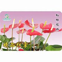 微信红掌花头像_高清红掌花花朵图片大全