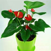 微信红掌花头像_高清红掌花花朵图片大全