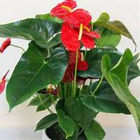 微信红掌花头像_高清红掌花花朵图片大全