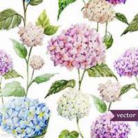 微信绣球花头像_高清绣球花花朵图片大全