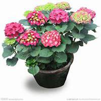 微信绣球花头像_高清绣球花花朵图片大全