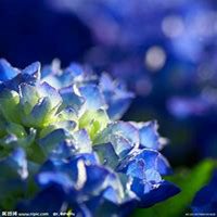 微信绣球花头像_高清绣球花花朵图片大全