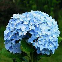 微信绣球花头像_高清绣球花花朵图片大全