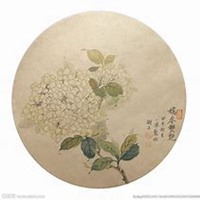 微信绣球花头像_高清绣球花花朵图片大全