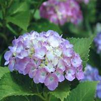 微信绣球花头像_高清绣球花花朵图片大全