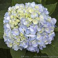 微信绣球花头像_高清绣球花花朵图片大全