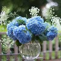 微信绣球花头像_高清绣球花花朵图片大全