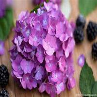 微信绣球花头像_高清绣球花花朵图片大全