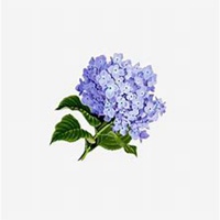 微信绣球花头像_高清绣球花花朵图片大全