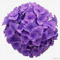 微信绣球花头像_高清绣球花花朵图片大全