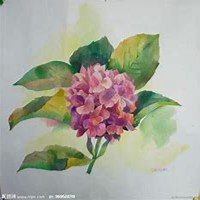 微信绣球花头像_高清绣球花花朵图片大全